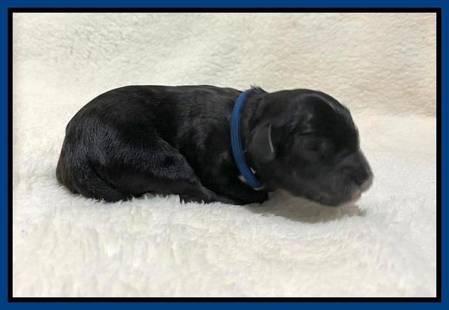 Oreo Benz Newborn 41