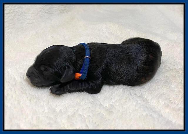 Oreo Benz Newborn 51