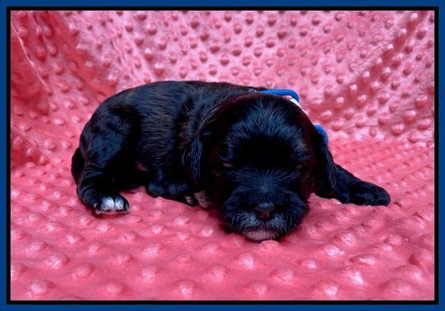 Oreo Benz pups 2 wks old 1 5