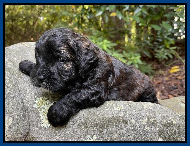 Oreo Benz pups 3 .5 wks old 71