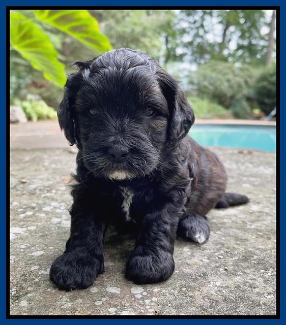 Oreo Benz pups 4 wks old 71