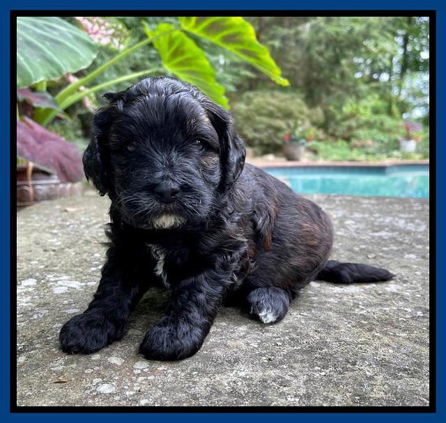 Oreo Benz pups 4 wks old 81