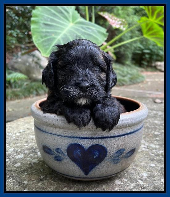 Oreo Benz pups 4 wks old 91
