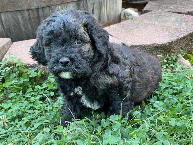Oreo Benz pups 5 wks old 111