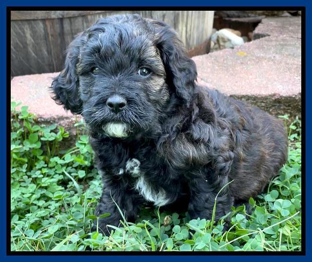 Oreo Benz pups 5 wks old 121