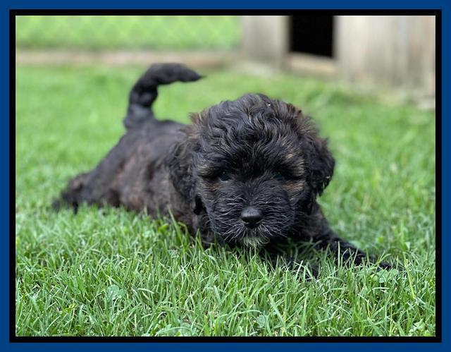 Oreo Benz pups 6 wks old 101