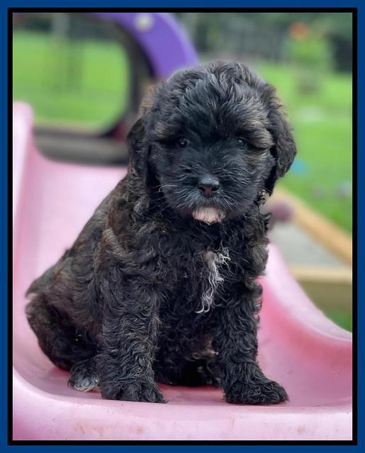 Oreo Benz pups 6 wks old 51