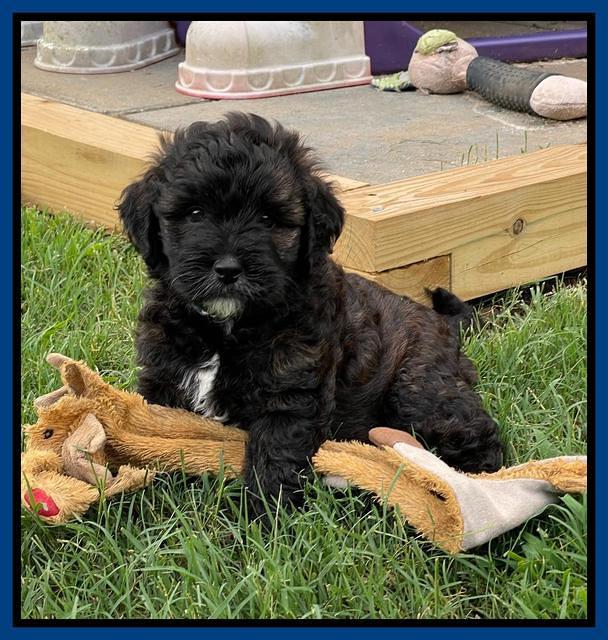 Oreo Benz pups 6 wks old 61