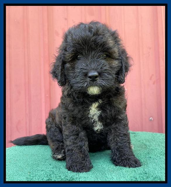 Oreo Benz pups 7 wks old 51