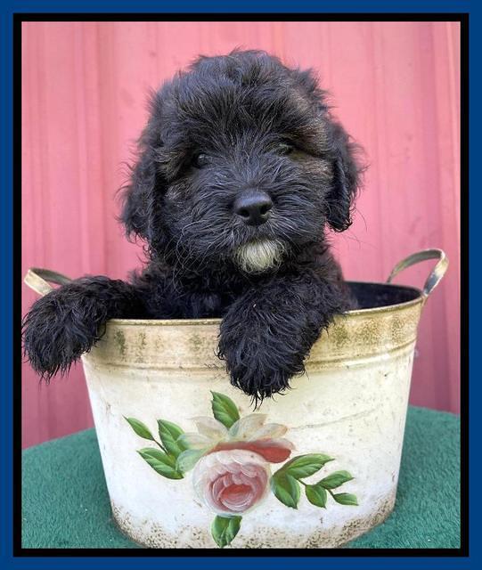 Oreo Benz pups 7 wks old 61