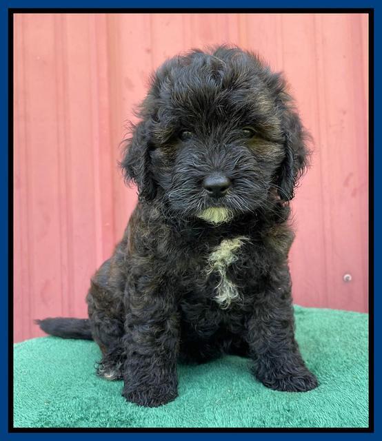 Oreo Benz pups 7 wks old 71