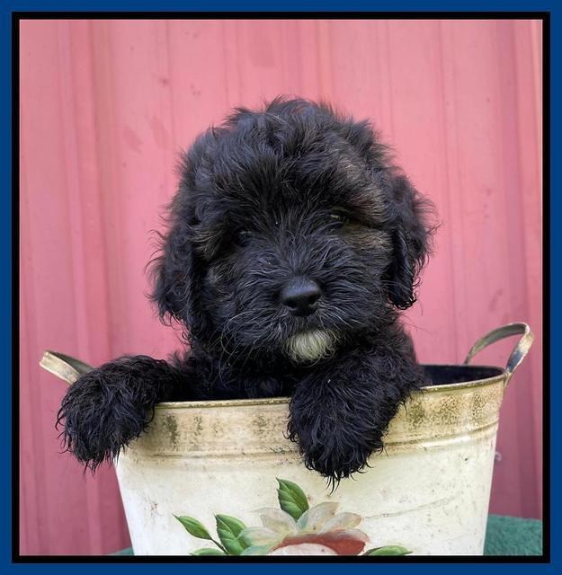 Oreo Benz pups 7 wks old 91