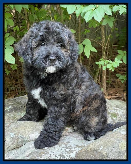 Oreo Benz pups 8 wks old 61