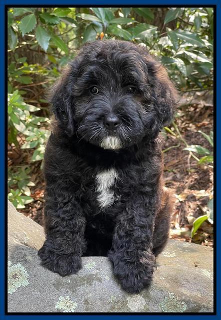 Oreo Benz pups 8 wks old 71