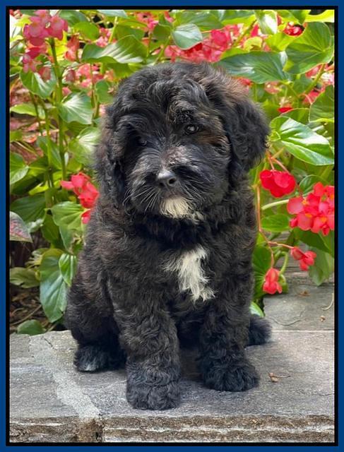 Oreo Benz pups 8 wks old 81