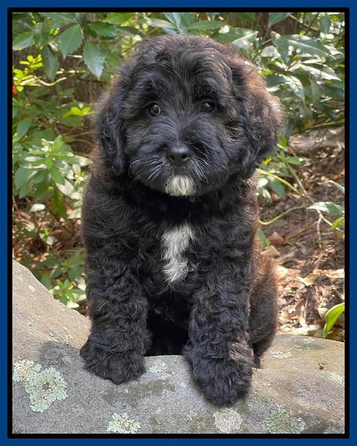 Oreo Benz pups 8 wks old 91