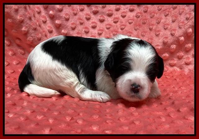 Oreo Benz pups 2 wks old 1 7