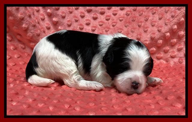 Oreo Benz pups 2 wks old 1 8