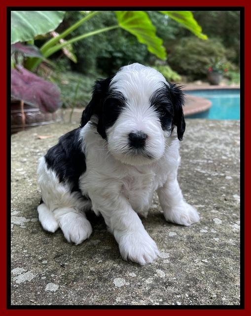 Oreo Benz pups 4 wks old 121