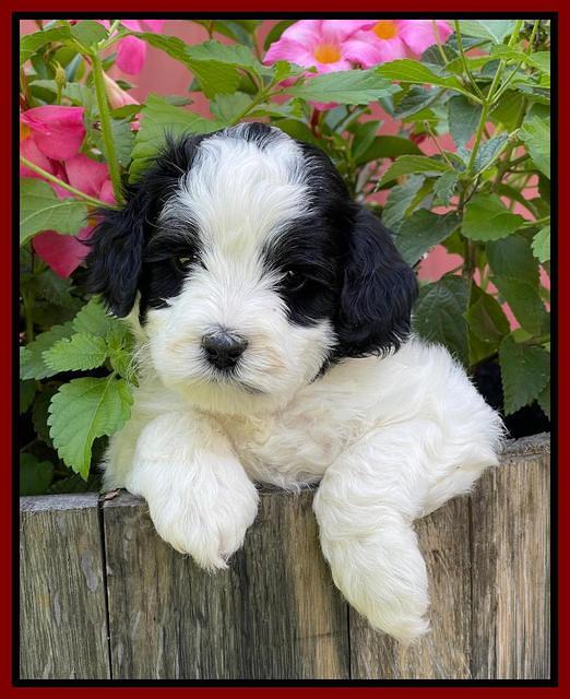 Oreo Benz pups 5 wks old 171