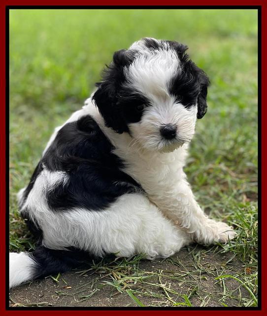 Oreo Benz pups 6 wks old 121