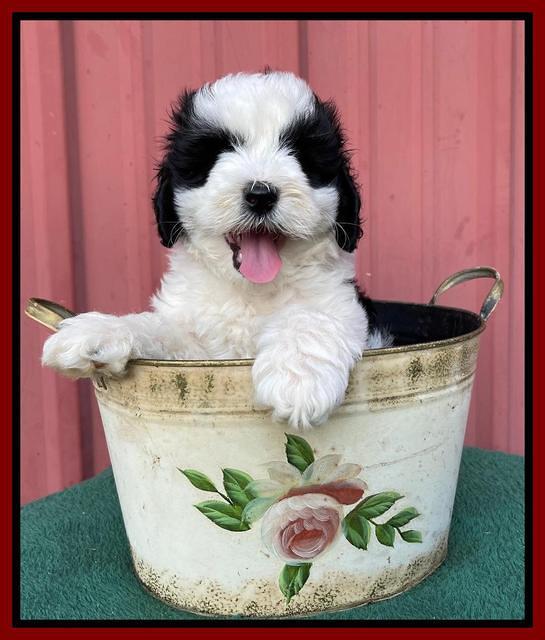 Oreo Benz pups 7 wks old 151