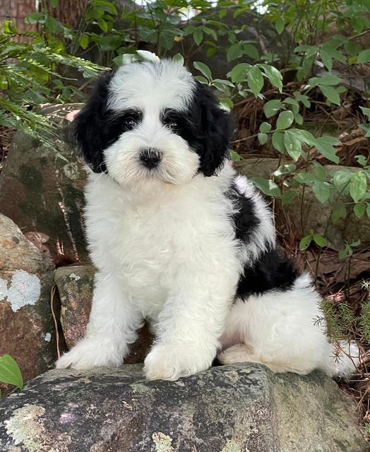 Oreo Benz pups 8 wks old 13222