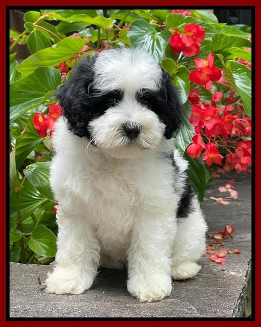 Oreo Benz pups 8 wks old 14222