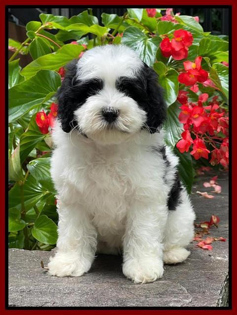 Oreo Benz pups 8 wks old 7222