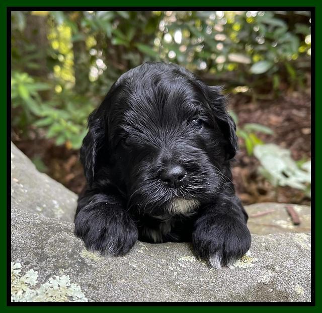 Oreo Benz pups 3 .5 wks old 141