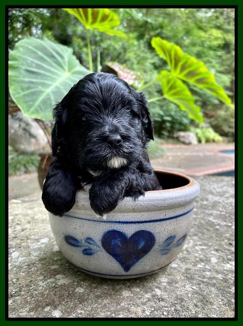 Oreo Benz pups 4 wks old 161