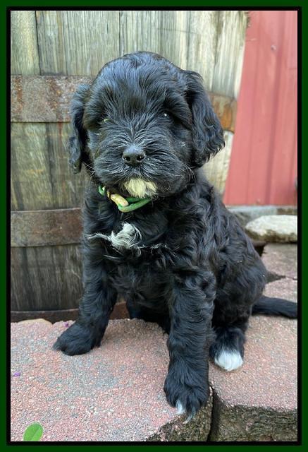 Oreo Benz pups 5 wks old 211