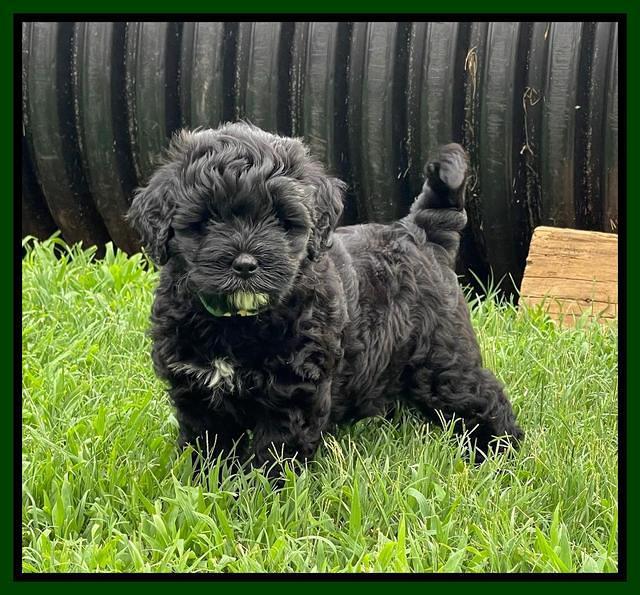 Oreo Benz pups 6 wks old 161