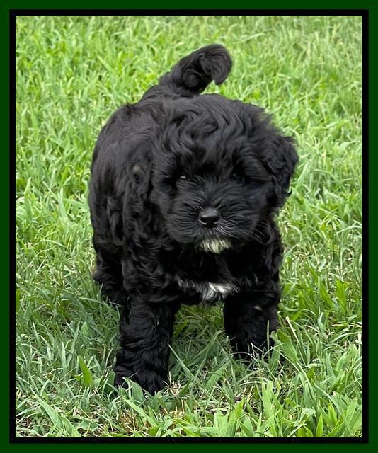 Oreo Benz pups 6 wks old 171