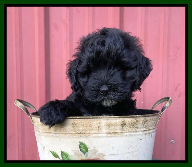 Oreo Benz pups 7 wks old 161