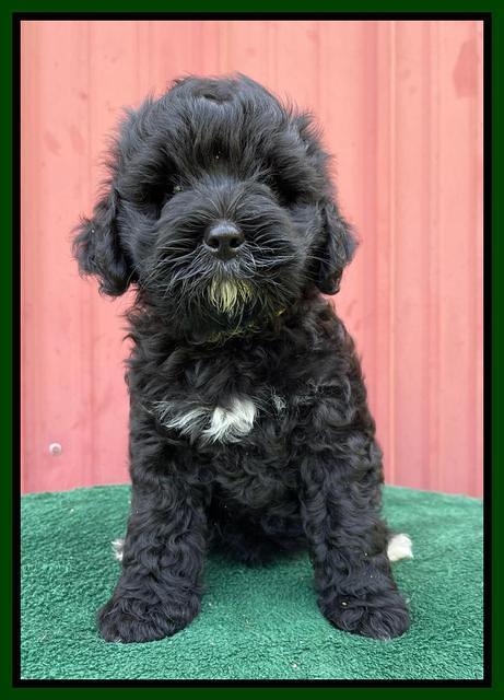 Oreo Benz pups 7 wks old 171