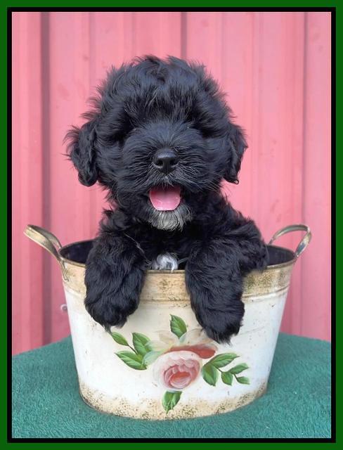 Oreo Benz pups 7 wks old 181