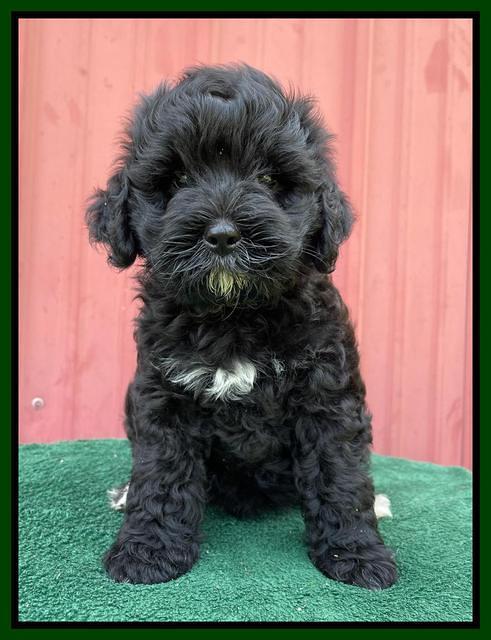 Oreo Benz pups 7 wks old 191