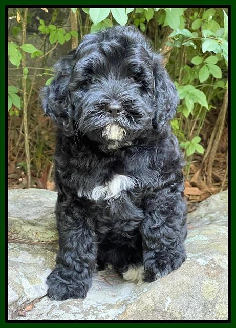 Oreo Benz pups 8 wks old 121