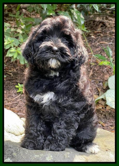 Oreo Benz pups 8 wks old 161