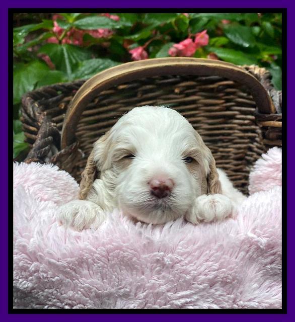 Oreo Benz 3 weeks old 61