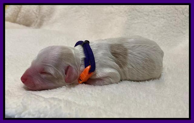 Oreo Benz Newborn 101