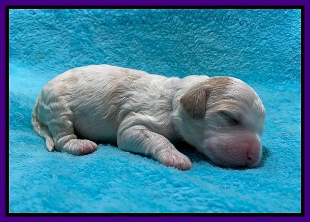 Oreo Benz One week old 51