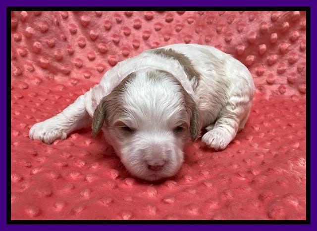 Oreo Benz pups 2 wks old 1 16