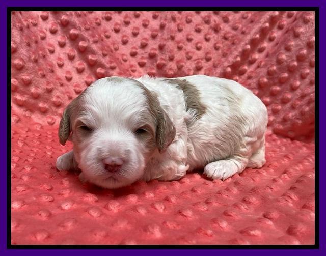 Oreo Benz pups 2 wks old 1 17