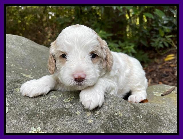 Oreo Benz pups 3 .5 wks old 191