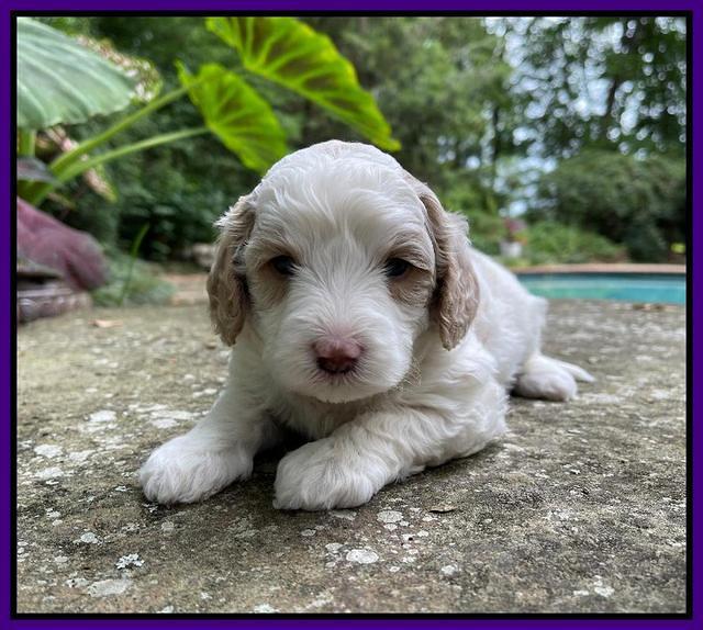 Oreo Benz pups 4 wks old 211