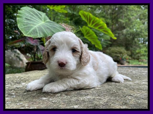 Oreo Benz pups 4 wks old 221
