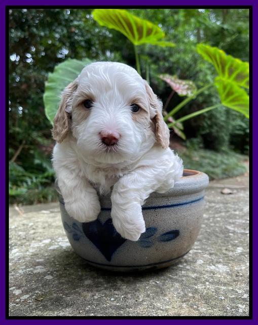 Oreo Benz pups 4 wks old 231