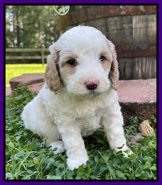 Oreo Benz pups 5 wks old 291